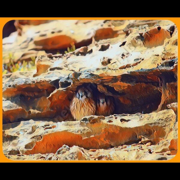 Coral Bay Hawks Thumbnail